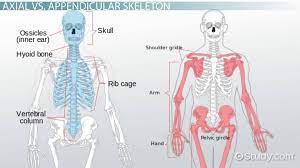 Axial Skeleton Vs Appendicular Skeleton Video Lesson Transcript Study Com