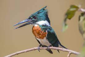 6.6 to 20 pounds (3 to 9 kg) diet: 15 Beautiful Brazilian Birds And Where To Find Them