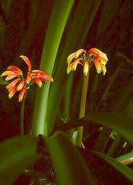 Image result for Clutia robusta