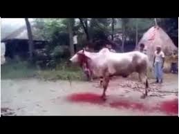 Professional qasai beautifull camel qurbani 2019. Cow Qurbani 2017 Allah Ka Moujza By T 4 Trends