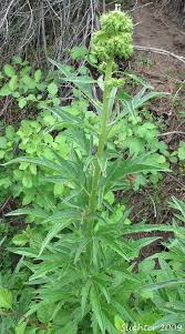 Image result for Cyphia erecta