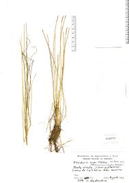 Image result for Eleocharis confervoides