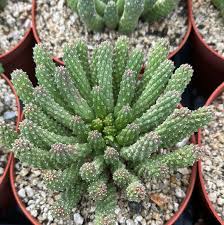 Image result for Euphorbia isacantha