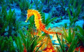 Sea Horse 01 Day Out 042359versionone 19december2012wednesday Computer Wallpapers Desktop Backgrounds 2960x1850 Sea Animals Seahorse Animal Wallpaper