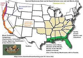 Morel Mushroom Location Map Mushroom Hunting Stuffed