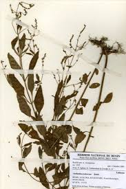 Image result for Aeollanthus pubescens