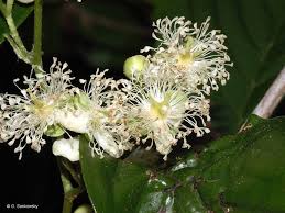 Image result for Tetracera