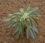 Image result for Basananthe sandersonii