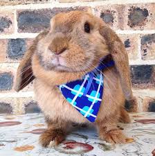 Blue Bandana Neckerchief Pet Rabbit Bandanas Pet Rabbit Accessories Pet Rabbit Clothing Pet Cat Band Pet Rabbit Clothes Rabbit Clothes Rabbit Accessories
