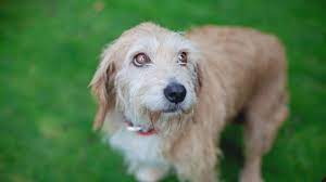 Constipation In Dogs And How To Treat It