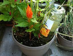 Quick Tip This Simple Trick Helps Plants Water Themselves Diy Self Watering Planter Self Watering Planter Plants In Bottles