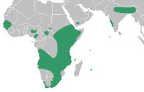 Image result for Satyrium sphaeranthum