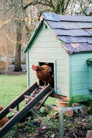They are social, calm and very pretty, making them a favorite with small children. Best Chicken Breeds For Small Backyards And For The City The Poultry Zone