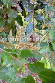 Image result for Parinari excelsa