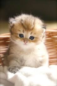 Cute Animals Cute Cat Images For Whatsapp Dp Novocom Top