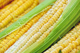 Jul 02, 2021 · baca juga: Manfaat Jagung Bagi Kesehatan Watyutink