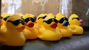 From middle english *dukken, from old english *ducan, *duccan (to duck). How 200 000 Rubber Ducks Get Out Of The Ohio River