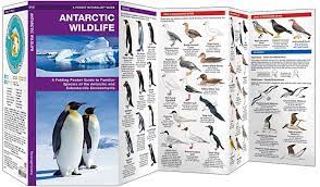 Please don't feed wild animals they learn to attack children holding food then we may have to destroy the animal. Antarctic Wildlife Guide Antarctica Field Guides Naturescanner