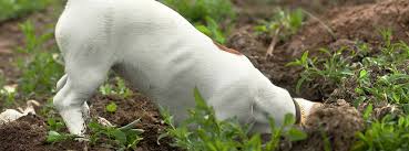 Orlando pet rescue examiner, orlando, florida. Digging Pet Alliance Of Greater Orlando