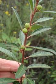 Image result for Clutia monticola