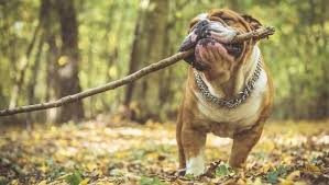 Check spelling or type a new query. Victorian Bulldog Is This The Best Bulldog Perfect Dog Breeds