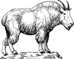 Baby Goat Clipart Black And White Goat Sticker By Seriouscereal Mountain Goat Art Images Goats