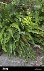 Image result for Asplenium africanum