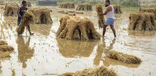 Heavy Rain in UP Damages Crops, Over 100 Houses; More Rain Likely