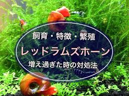 レッド ラムズホーン 寿命