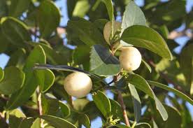 Image result for Elaeodendron croceum