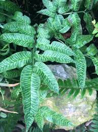 Image result for Coniogramme