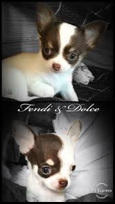 Chihuahua Sister Cute Small Animals Chihuahua Puppies Puppies And Kitties