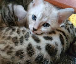 Die bengalkatze ist eine verspielte, temperamentvolle katze über die es viel zu erfahren gibt. Gut Zu Wissen Faq Cattery Of Oz Golden Bengal Bengalkitten Bengalen Of Oz Bengalkatzen Silberbengal Kauf