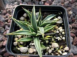 The juice from many species of agave can cause acute contact dermatitis that produces reddening and blistering lasting approximately one to two weeks. Agave Toumeyana V Bella Mg1899 9