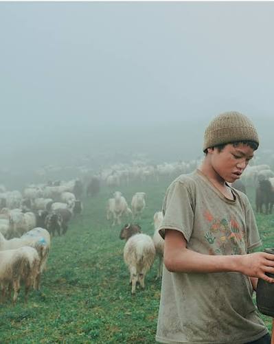 The Shepherd Life 😍 Daily routines in the mountains of Rukum Chaurikharka long walks, hard work and a life shaped by nature. I followed these quiet moments just as they happen. Have
