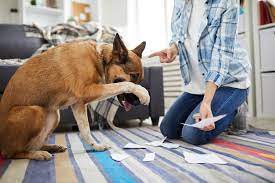 Check spelling or type a new query. I Hit My Dog Out Of Anger Where Do I Go From Here Canine Hq