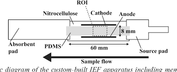 Isoelectric Focusing Electrophoresis- Principle , Procedure And  Applications | Ppt