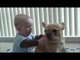 Fransiz Bulldog Ozellikleri Youtube
