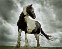 نتیجه جستجوی لغت [workhorses] در گوگل