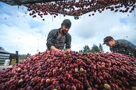Alar was a fruit spray containing the chemical daminozide. Looking For Organic Cranberries This Thanksgiving Here S Why They Re Hard To Find