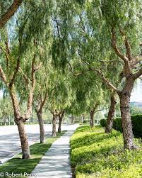 California Pepper Tree Inland Valley Garden Planner Pepper Tree Landscape Trees California Native Plants