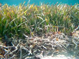 Image result for Thalassia