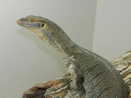 Purchase these beautiful exotic reptiles that are eating regularly. Mertens Water Monitor Alchetron The Free Social Encyclopedia