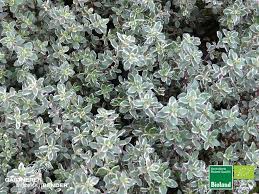 Artemisia silver king (white sage) artemisia ludoviciana daisy family. Weissbunter Gewurzthymian Thymus X Citriodorus Silver King Bioland Bioland Gartnerei Monika Bender Online Shop
