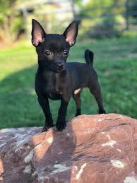 Black Apple Head Chihuahua Cinny Let S Call Him Licorice Cute Chihuahua Puppies Cute Animals