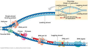 Bioflix Activity Dna Replication Dna Replication Diagram Dna Replication Diagram Quizlet