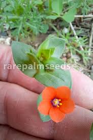 Image result for Lysimachia arvensis