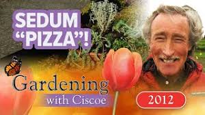 SEDUM PIZZA! Set Up a Shallow Succulent Pot!