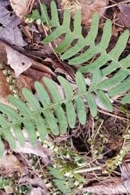 Image result for Polyporus pendulus