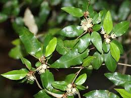 Image result for Croton pseudopulchellus